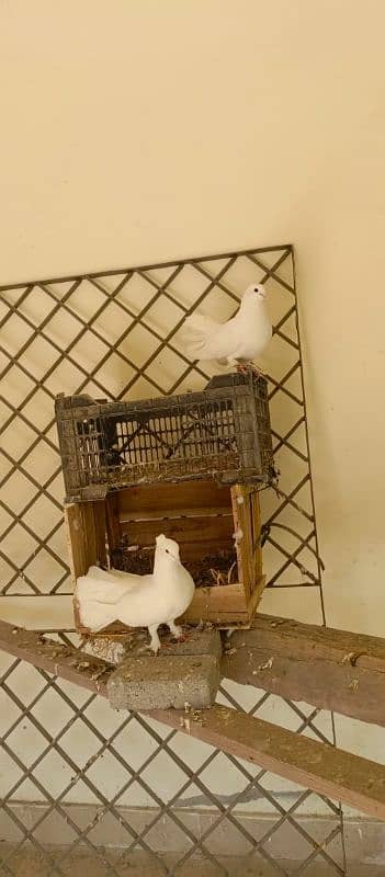 Fancy white pigeons set 4