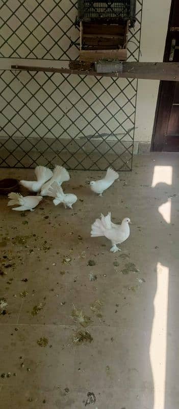 Fancy white pigeons set 5