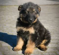 German shepherd