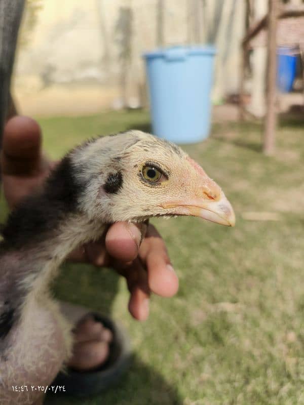 Thai pakoy chick's for sell 1