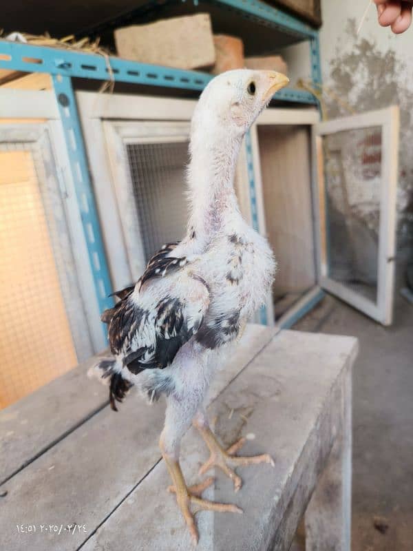 Thai pakoy chick's for sell 4