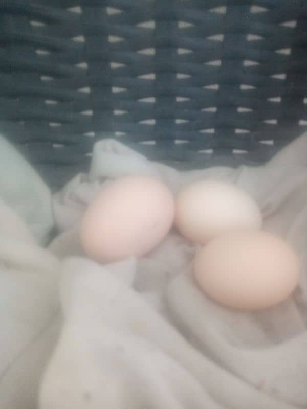 Fertile Eggs 2