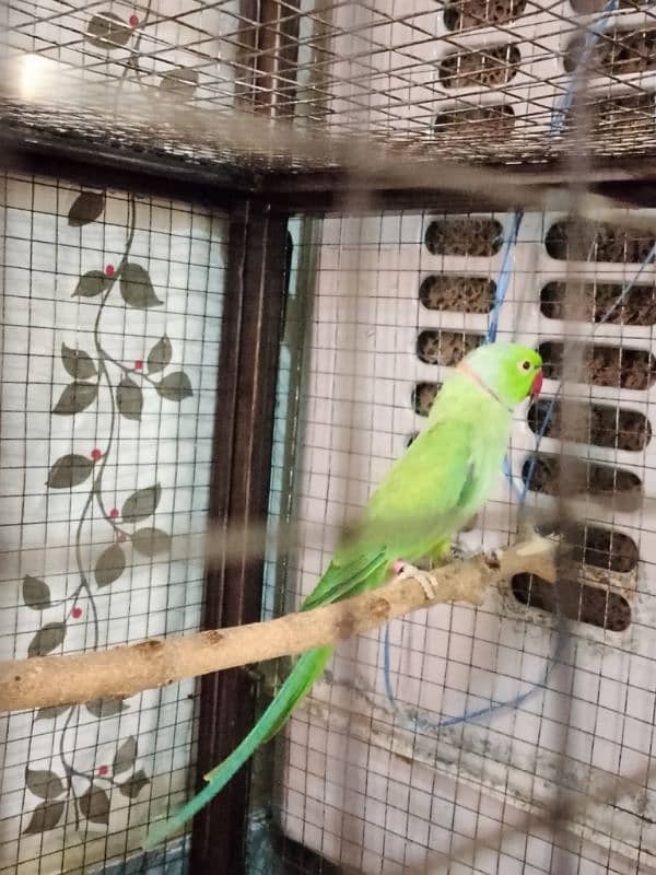 Breeding Pair Parrot 0