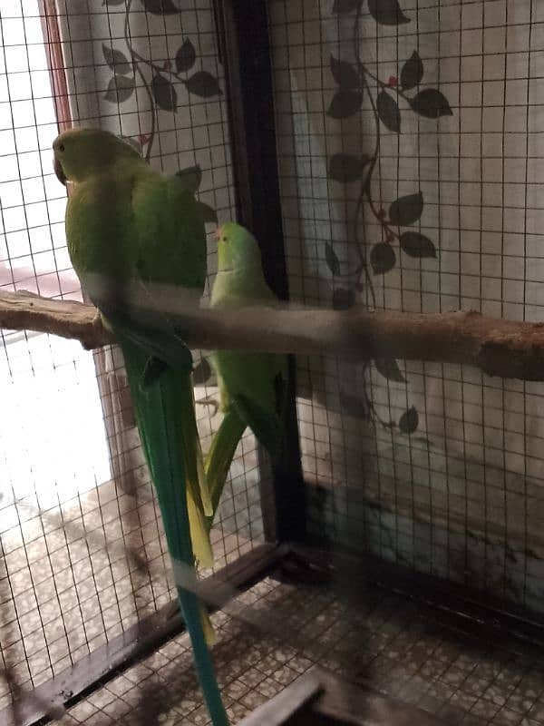 Breeding Pair Parrot 1