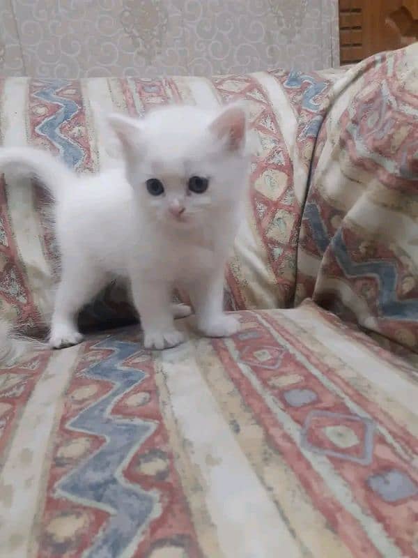 Persian cat 1