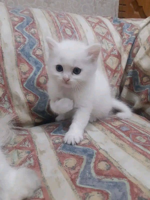 Persian cat 2