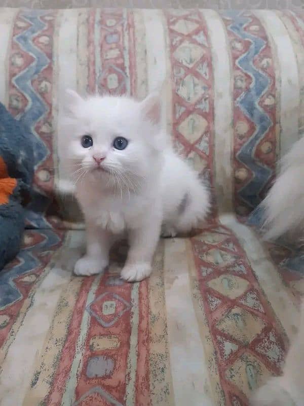 Persian cat 3