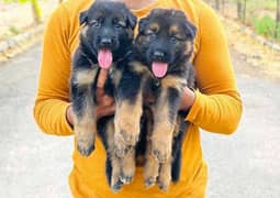 German shepherd puppies Double Coat Whatsapp 03221185228