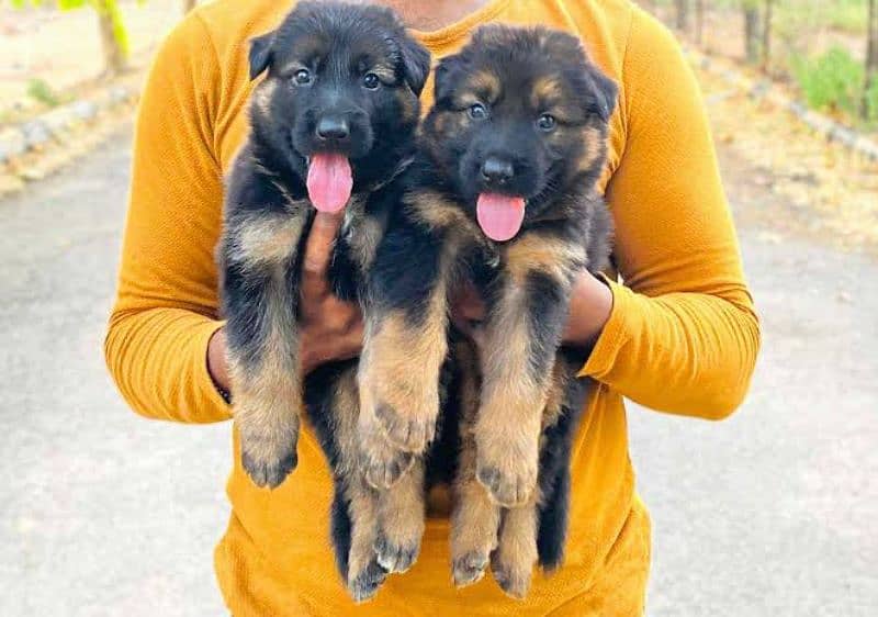 German shepherd puppies Double Coat Whatsapp 03221185228 0