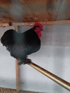 Black Bantam pair for sale