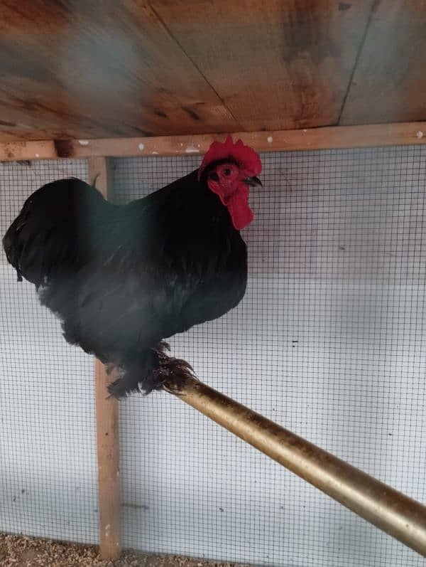 Black Bantam pair for sale 0