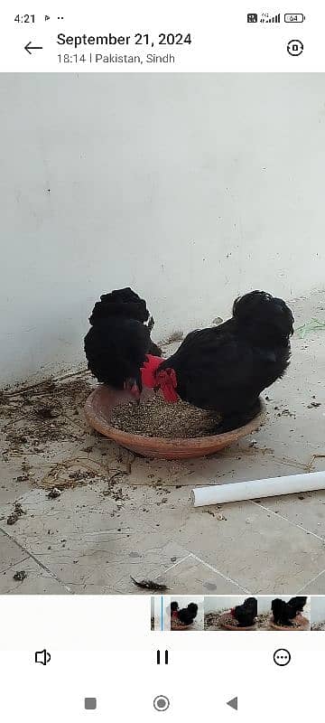 Black Bantam pair for sale 1