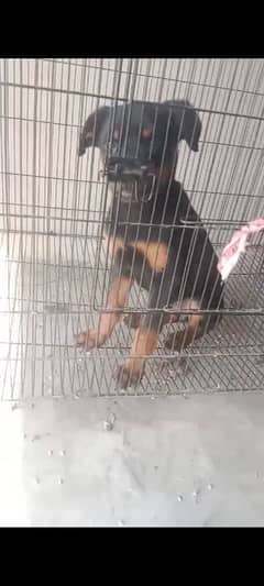 I am selling my rottweiler female puppy