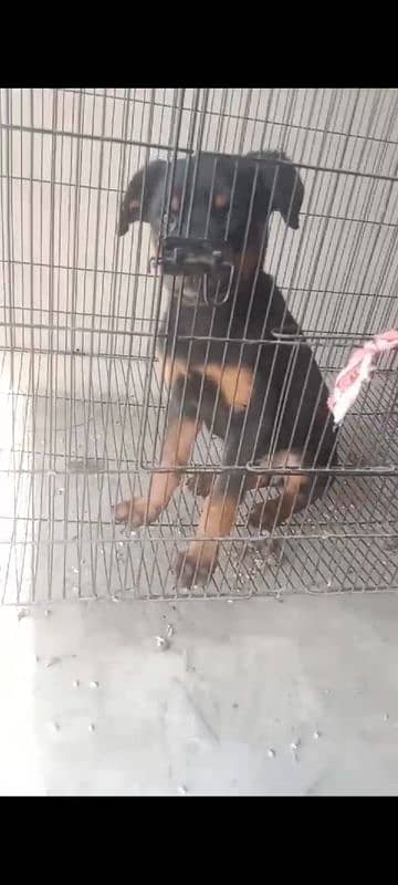 I am selling my rottweiler female puppy 0