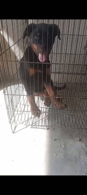 I am selling my rottweiler female puppy 1