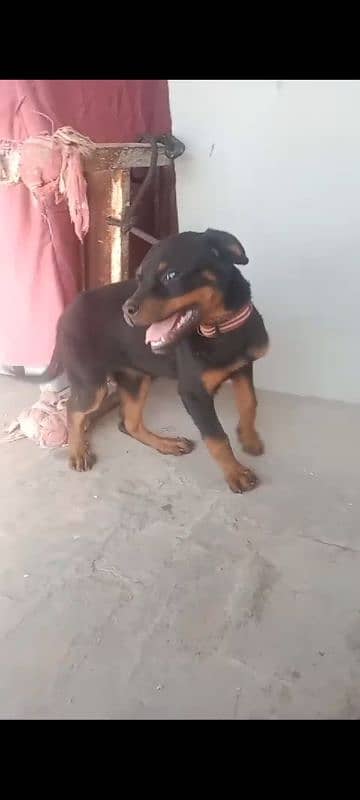 I am selling my rottweiler female puppy 2