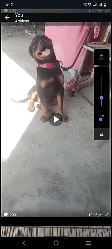 I am selling my rottweiler female puppy 3