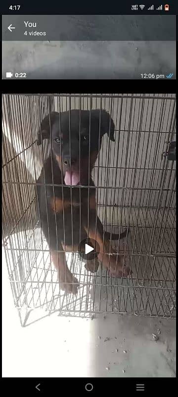 I am selling my rottweiler female puppy 4