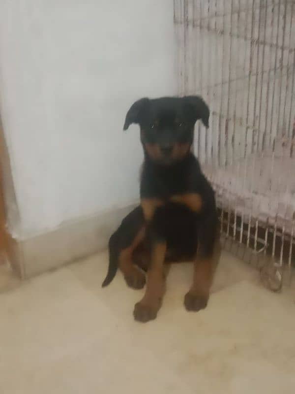 I am selling my rottweiler female puppy 5