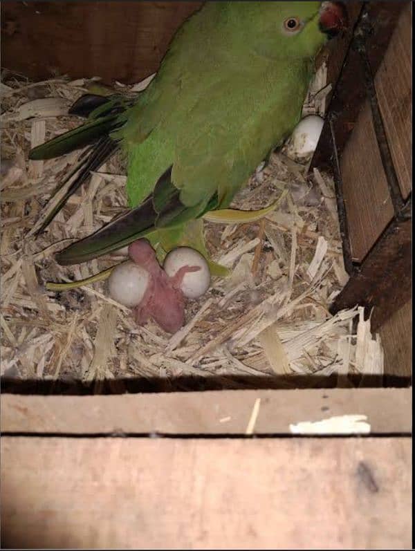 Ringneck confirm breeder pair breeding setup with cage and box 0