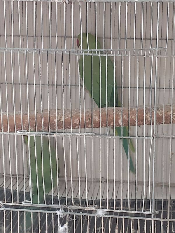 Ringneck confirm breeder pair breeding setup with cage and box 1