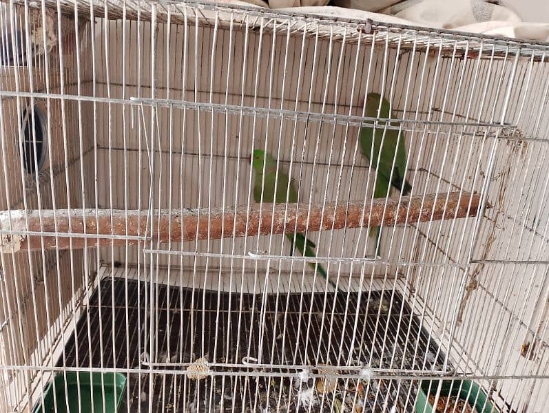 Ringneck confirm breeder pair breeding setup with cage and box 2