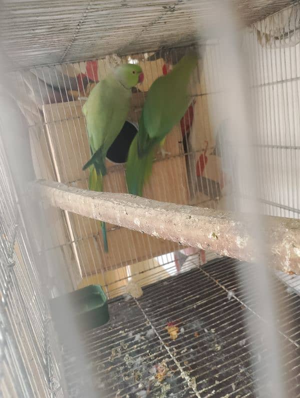 Ringneck confirm breeder pair breeding setup with cage and box 3