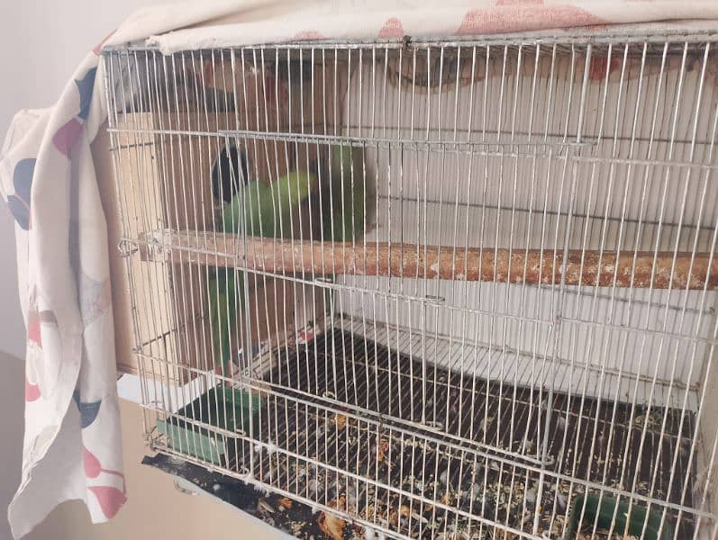 Ringneck confirm breeder pair breeding setup with cage and box 4