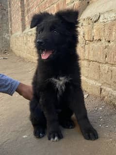 top quality GSD puppy