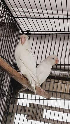 albino breeder pair