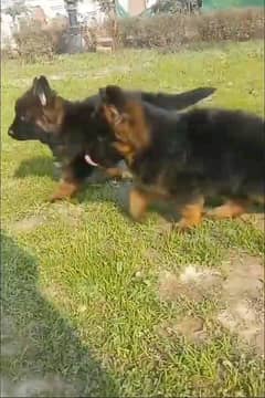 German shepherd puppies Double Coatmy WhatsApp number 03407291271