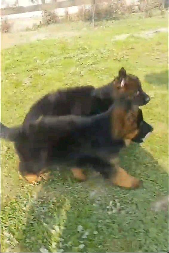 German shepherd puppies Double Coatmy WhatsApp number 03407291271 1