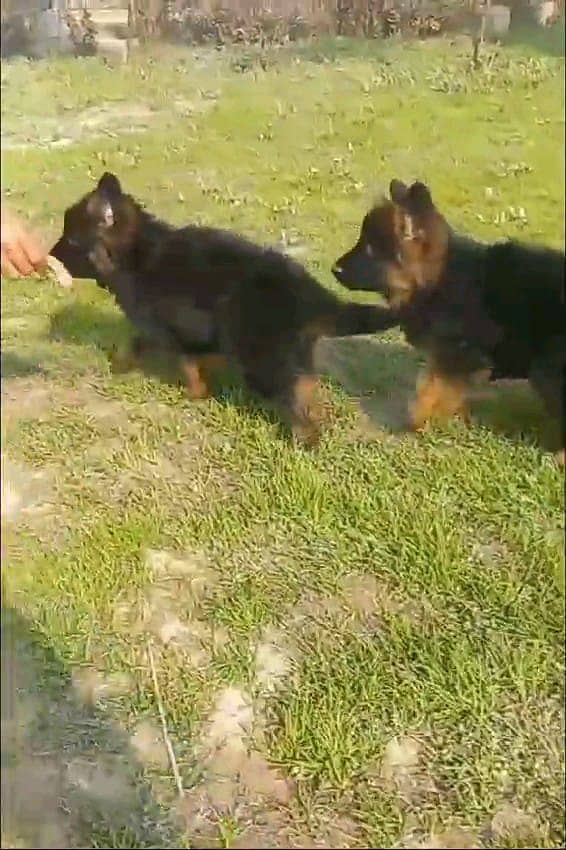 German shepherd puppies Double Coatmy WhatsApp number 03407291271 2