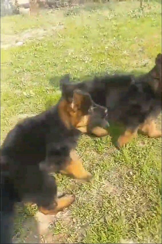 German shepherd puppies Double Coatmy WhatsApp number 03407291271 3