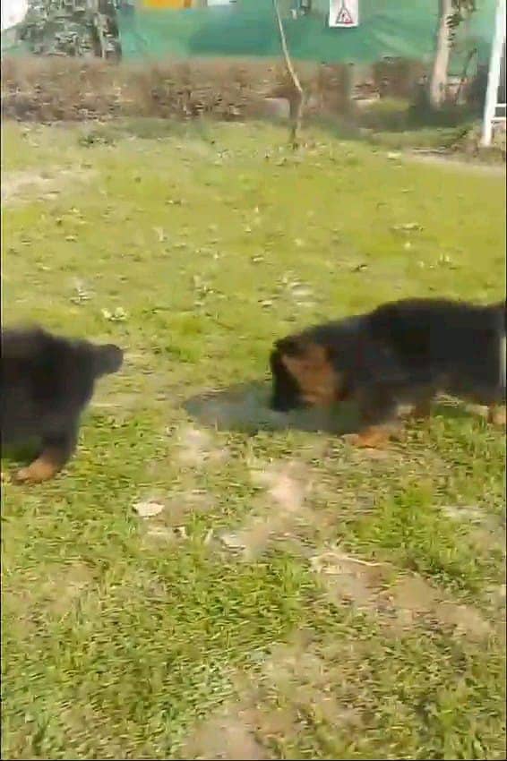 German shepherd puppies Double Coatmy WhatsApp number 03407291271 4