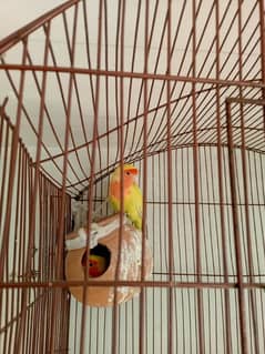 yellow love birds - for urgent sale