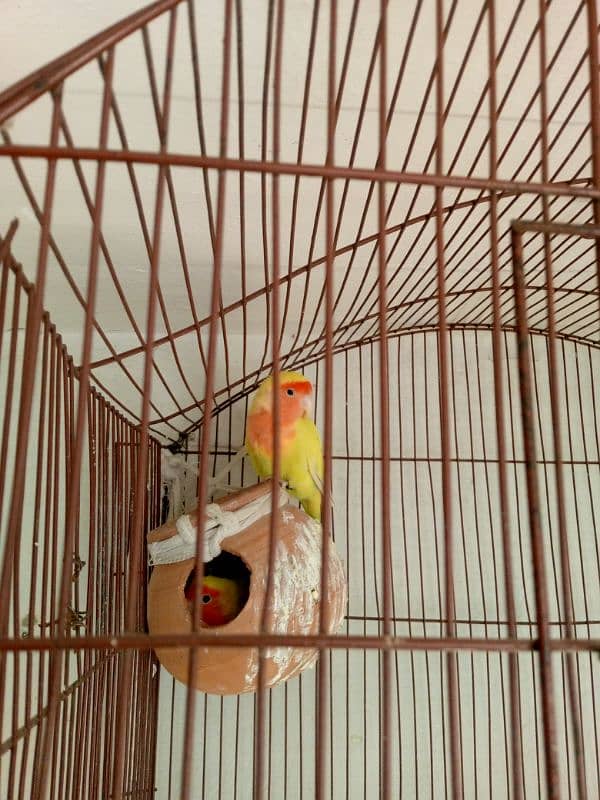 yellow love birds - for urgent sale 0