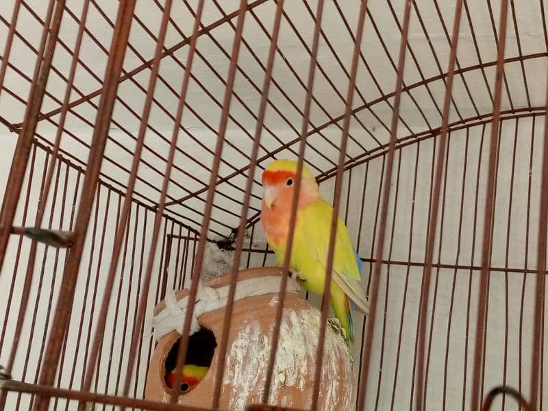 yellow love birds - for urgent sale 1