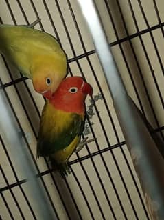 8 piece love birds parblue pestalino and cage