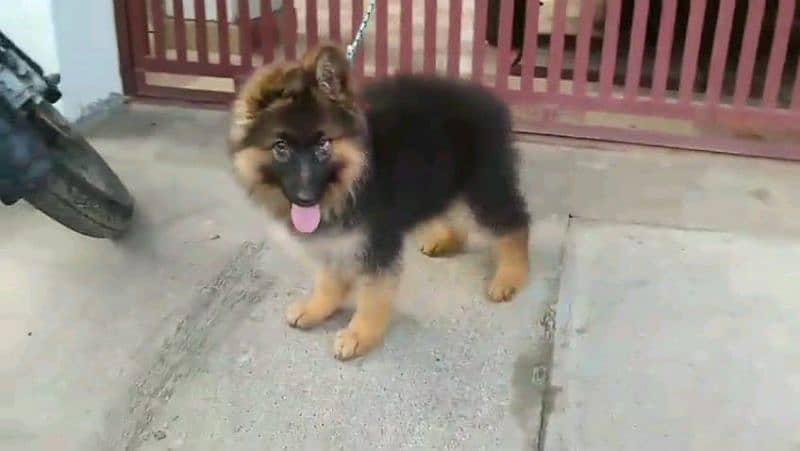 German shepherd puppies Double Coatmy WhatsApp number 03407291271 1