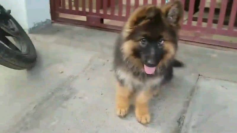 German shepherd puppies Double Coatmy WhatsApp number 03407291271 2