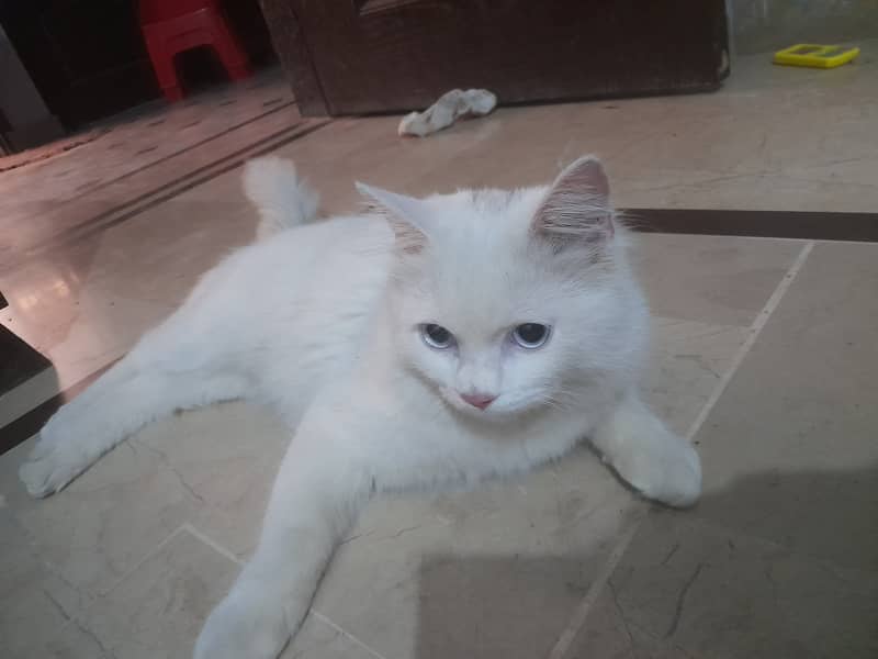 Persian Cat Male 9 months for sale 5