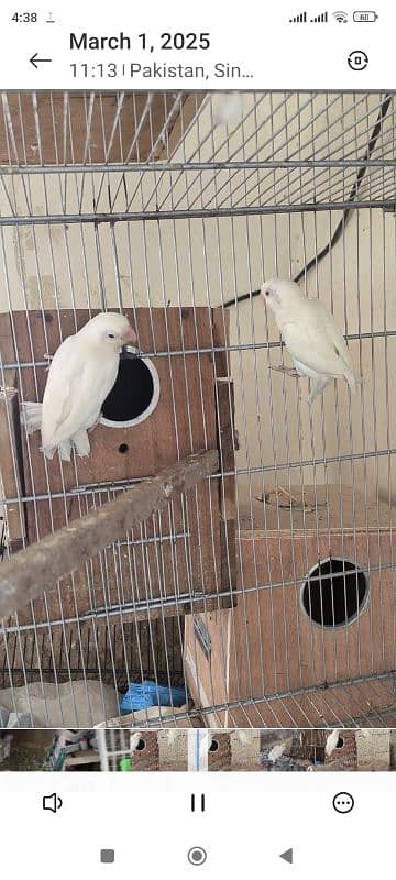 Albino red eyes with chicks 0