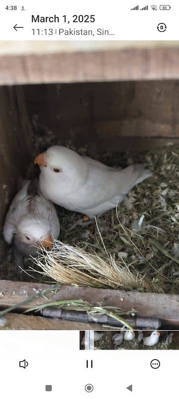 Albino red eyes with chicks 2