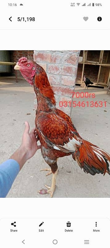 aseel pair pure, Thai Pokoe chicks 0