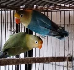 parblue breeder pair female is in jumbo size