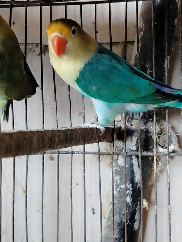 parblue breeder pair female is in jumbo size 3