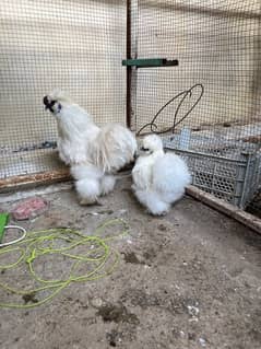 White silky A++ quality (breeder pair)