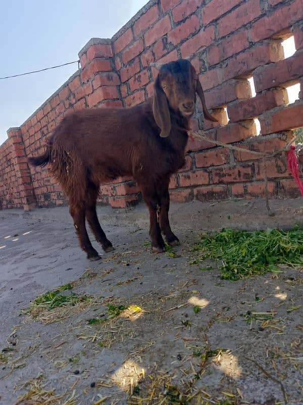 Bakra for sale age 6 month 0