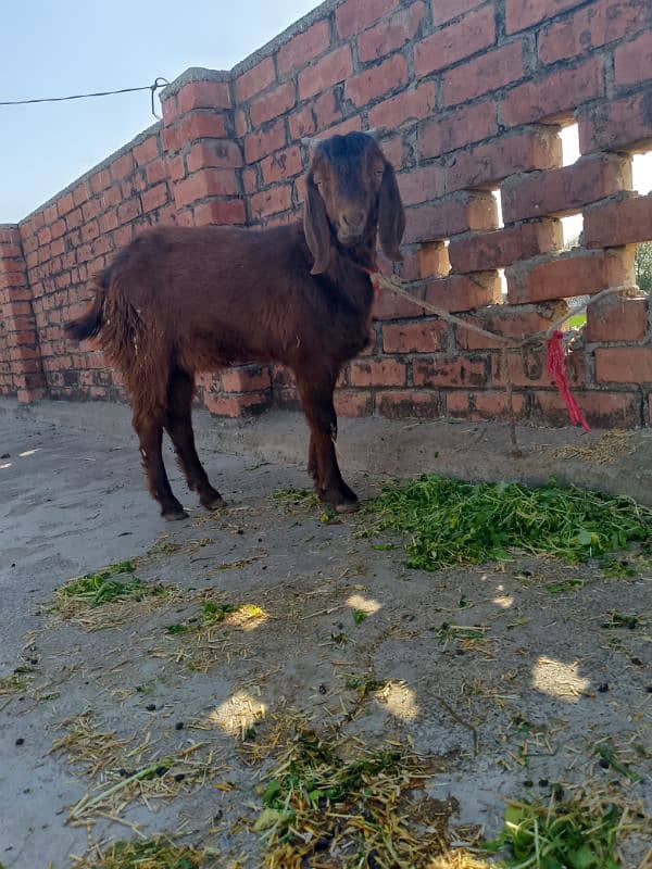 Bakra for sale age 6 month 1